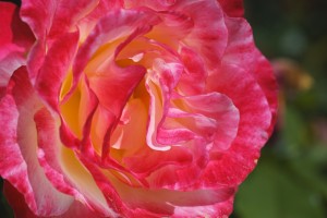 Rose With A Golden Glow